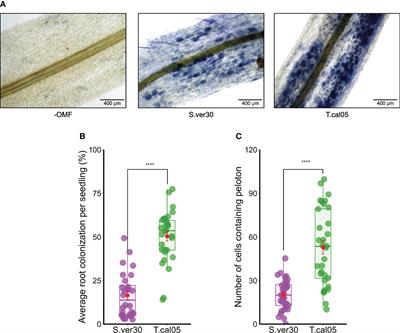 Colonization by orchid mycorrhizal fungi primes induced systemic resistance against necrotrophic pathogen